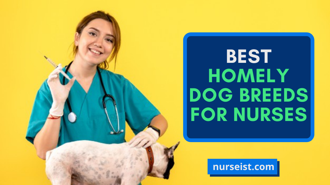Homely Dog Breeds for Nurses